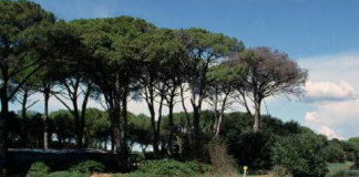 Oltre un milione di euro per i boschi costieri: la Regione approva i fondi per le pinete pineta san rossore
