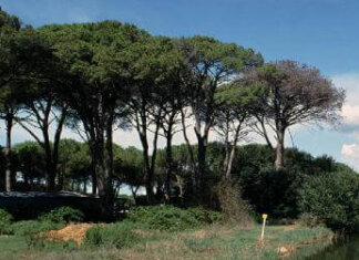 Oltre un milione di euro per i boschi costieri: la Regione approva i fondi per le pinete pineta san rossore