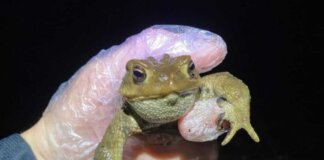 Operazione Bufo Bufo in Valdarno, salvati dai volontari 1250 rospi