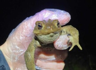 Operazione Bufo Bufo in Valdarno, salvati dai volontari 1250 rospi