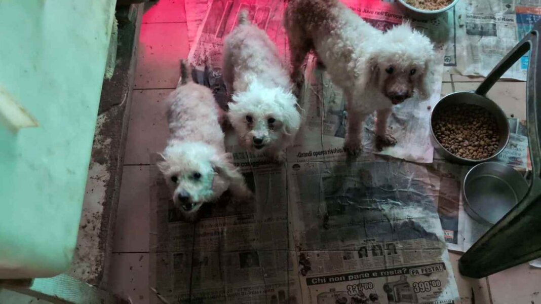 traffico di cuccioli