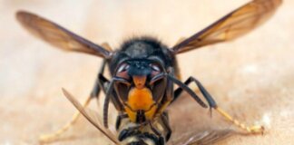 La Regione Toscana rifinanzia monitoraggio e contrasto alla vespa velutina