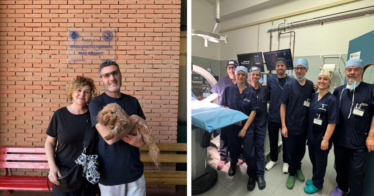 il piccolo buddy e il grande traguardo primo pacemaker su un cane di piccola taglia da Corrieretoscano.it il piccolo buddy e il grande traguardo primo pacemaker su un cane di piccola taglia