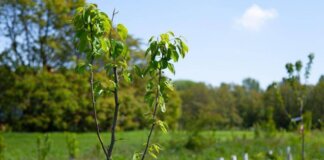 La Toscana avrà una legge sulla rigenerazione verde