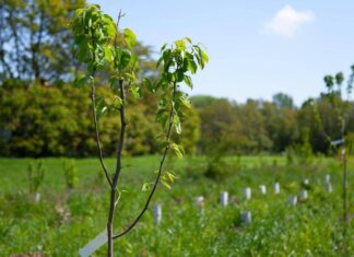 La Toscana avrà una legge sulla rigenerazione verde
