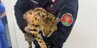 Milano, trovato e catturato un gattopardo africano nel parco di Garbagnate