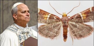 Scoperta una nuova falena, il suo nome è una dedica a Papa Leone
