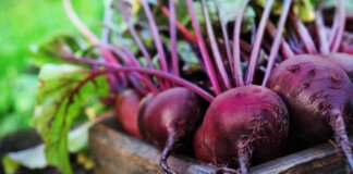 Sforzo fisico, ricerca italiana spiega ruolo dei nitrati della barbabietola