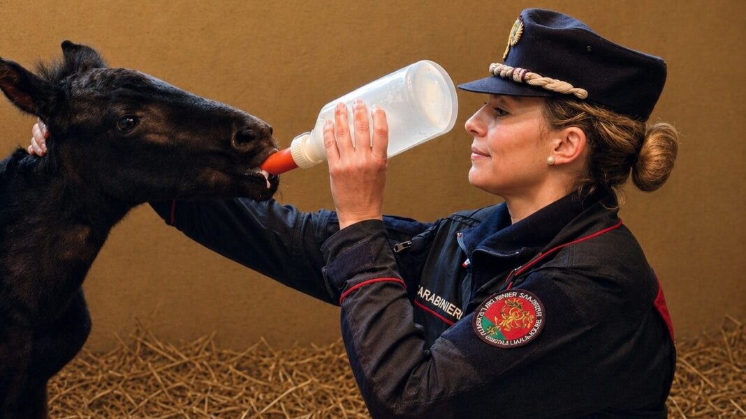 Reparto Carabinieri Forestali Biodiversità di Siena
