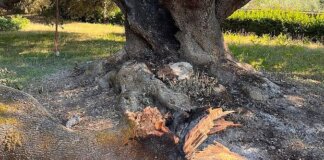 Provocano l’incendio di un albero monumentale per cucinarsi dei wurstel: nei guai 4 minorenni