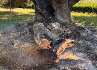 Provocano l’incendio di un albero monumentale per cucinarsi dei wurstel: nei guai 4 minorenni