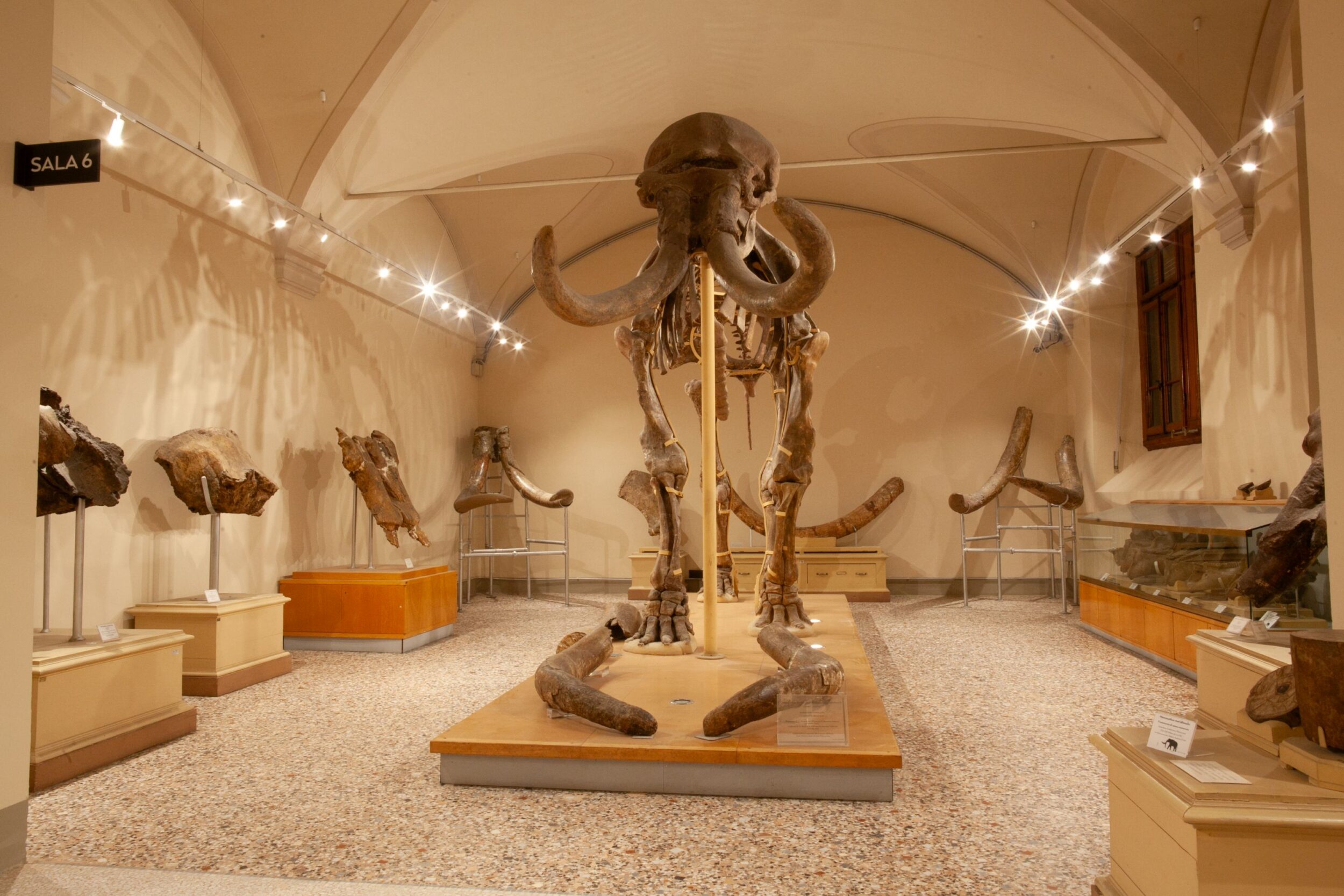 riapre il museo di geologia e paleontologia di firenze spazi rinnovati e inclusivi grazie ai fondi del pnrr da Corrieretoscano.it riapre il museo di geologia e paleontologia di firenze spazi rinnovati e inclusivi grazie ai fondi del pnrr