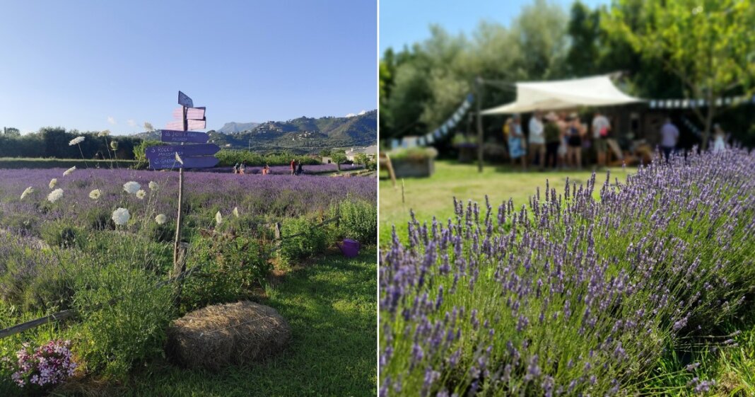 Campi Lavanda Massarosa