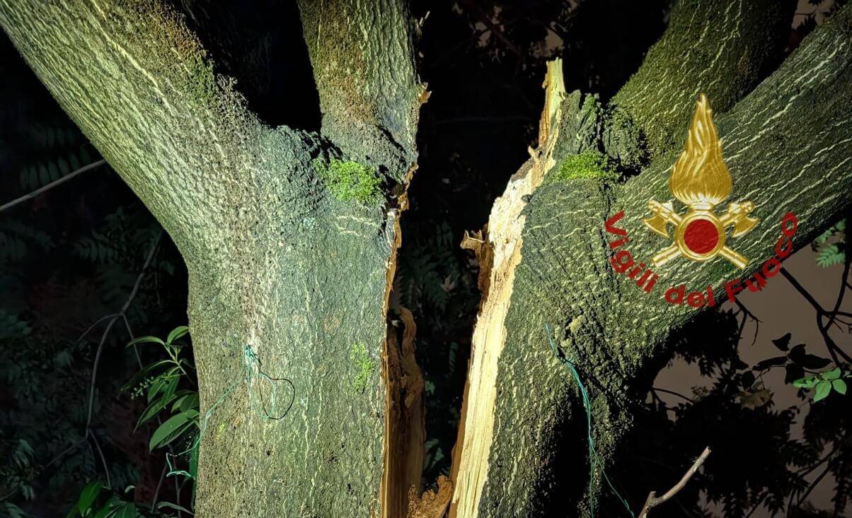 albero si spacca in due e rischia di crollare messo in sicurezza e abbattuto dai vigili del fuoco da Corrieretoscano.it albero si spacca in due e rischia di crollare messo in sicurezza e abbattuto dai vigili del fuoco
