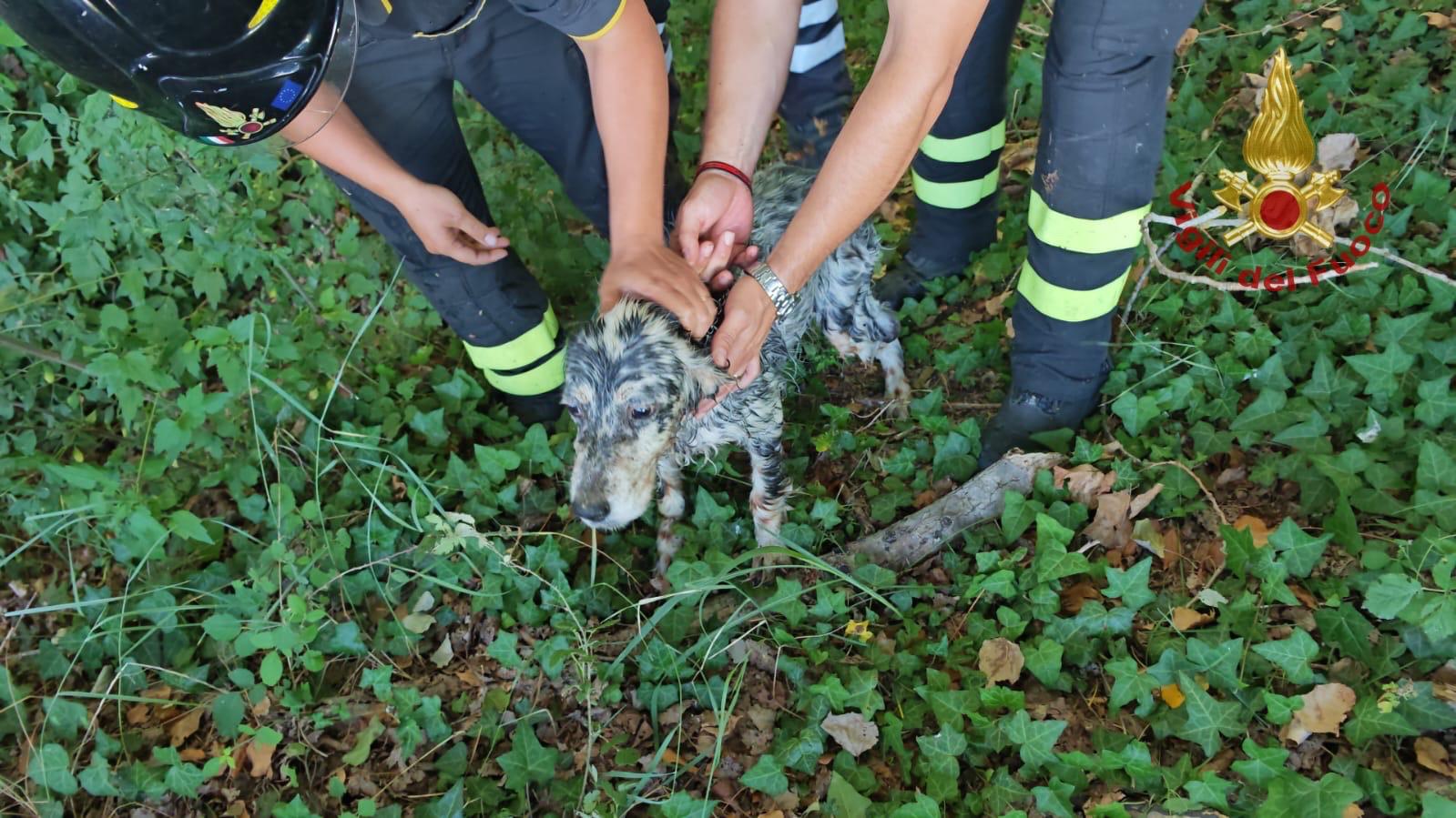 cade in arno con il cane salvato dai vigili del fuoco da Corrieretoscano.it cade in arno con il cane salvato dai vigili del fuoco