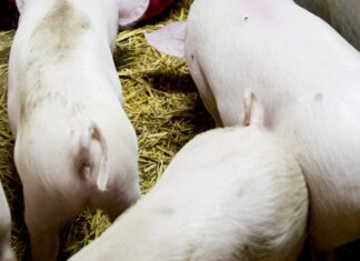 Peste suina africana, il primo caso in Toscana su animale domestico