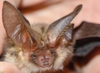 Si sveglia con un pipistrello sul viso, 11enne muore di rabbia: nessun segno di morso