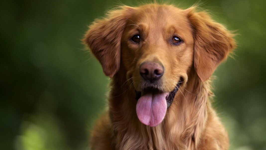 servizio di pensione per cani