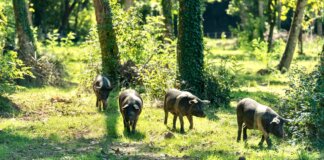L’allarme del consorzio: la peste suina africana mette a rischio la cinta senese