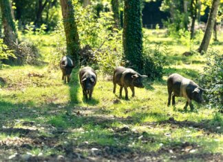 L’allarme del consorzio: la peste suina africana mette a rischio la cinta senese