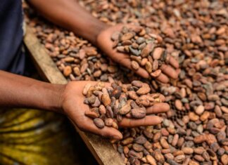 Alimenti, Icam presenta bilancio di sostenibilità 2025: la filiera del cacao che crea valore