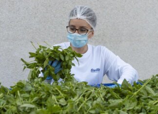 Barilla, 650mila analisi l’anno, 250 professionisti per sicurezza: la filiera del basilico dal campo al vasetto pesto