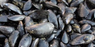 Caldo fa strage di molluschi nel delta del Po, moria di cozze e vongole