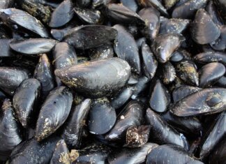 Caldo fa strage di molluschi nel delta del Po, moria di cozze e vongole