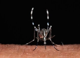Da zecche a zanzare rischio virus in vacanza, Bassetti: “Non solo in Paesi esotici”