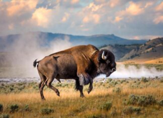 Il bisonte carica e fa volare il turista, l’attacco choc a Yellowstone