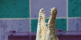 Israele riclassifica i coccodrilli, può usarli per scoraggiare evasioni dal carcere