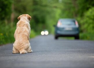 Ogni anno 130mila animali abbandonati, al via campagna Miav-Mutua Italiana Assistenza Veterinaria