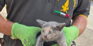 Gatto incastrato nel vano motore di un’auto salvato dai vigili del fuoco