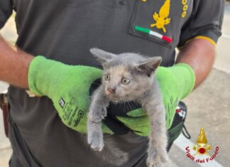 Gatto incastrato nel vano motore di un’auto salvato dai vigili del fuoco