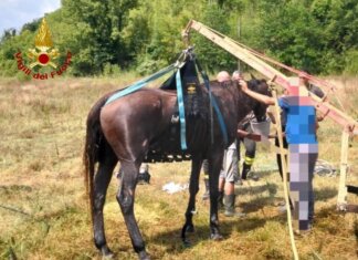 Cavallo anziano caduto su un terreno agricolo salvato dai vigili del fuoco
