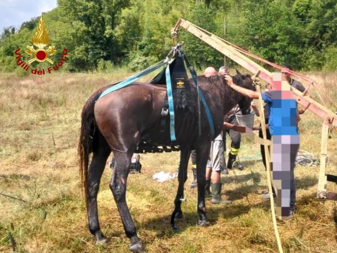 cavallo anziano caduto su un terreno agricolo salvato dai vigili del fuoco da Corrieretoscano.it cavallo anziano caduto su un terreno agricolo salvato dai vigili del fuoco