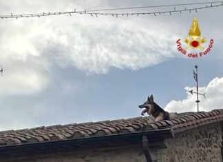 Cane resta in bilico su un tetto, salvato dai vigili del fuoco