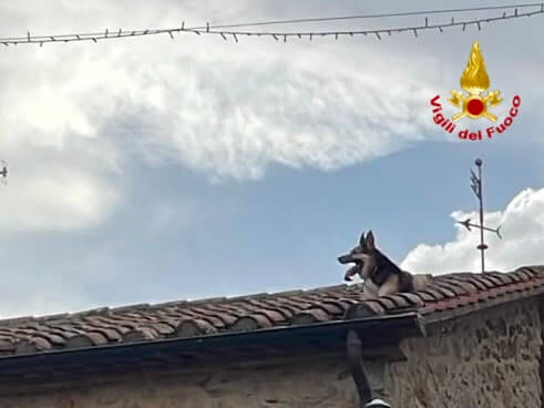 cane resta in bilico su un tetto salvato dai vigili del fuoco da Corrieretoscano.it cane resta in bilico su un tetto salvato dai vigili del fuoco