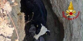 Bovino di 300 chili cade in una forra: un elicottero per recuperarlo