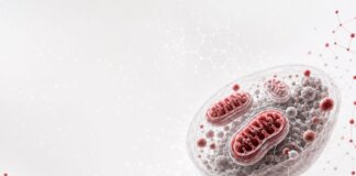 Ricerca, studio italiano svela il ruolo dei mitocondri nell’invecchiamento sano