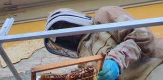 Api colonizzano la facciata del reparto di salute mentale di un ospedale