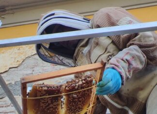 Api colonizzano la facciata del reparto di salute mentale di un ospedale