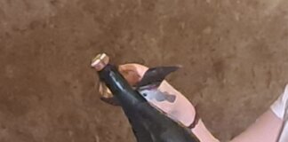 Vino: in Champagne vendemmia 2026 la più anticipata di sempre, sfida cambiamenti climatici e mercati