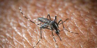 West Nile a Oristano, morta un’altra persona: è la quarta vittima del virus nella provincia