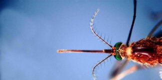 West Nile, pediatri: “Nei bimbi rara ma è importante prevenire le punture di zanzara”