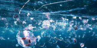Bimbi in vacanza tra caldo record e punture di zecche e meduse, i consigli dell’esperta: “Ecco quando andare in ospedale”