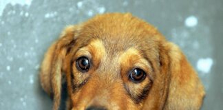 Cane e padrone, la somiglianza non è un caso: lo legge come un libro aperto
