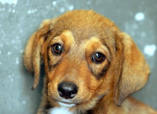 Cane e padrone, la somiglianza non è un caso: lo legge come un libro aperto