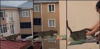 Gatto in pericolo su un tetto, il ‘salvataggio’ con… un’asse da stiro