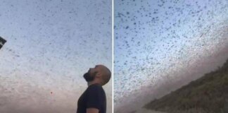 Invasione record di locuste, milioni di insetti oscurano il cielo. E il web grida alla ‘piaga biblica’